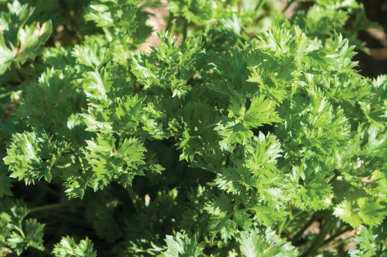 Locally Grown | Special Considerations | U.S. Hydroponics