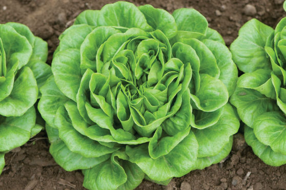 Mother Nature | Special Considerations | U.S. Hydroponics
