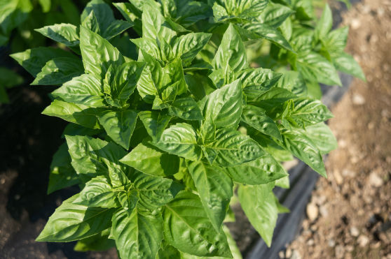 Long Shelf Life | Special Considerations | U.S. Hydroponics