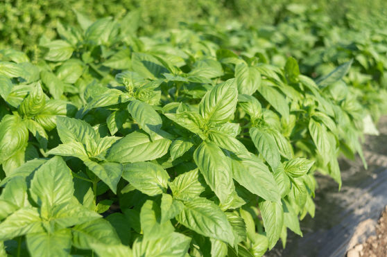 All Year Grown | Special Considerations | U.S. Hydroponics