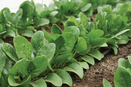Water Conservation | Special Considerations | U.S. Hydroponics