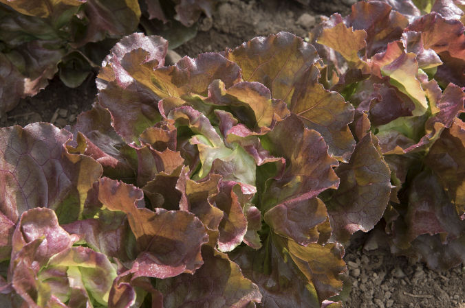 Skyphos Lettuce | U.S. Hydroponics
