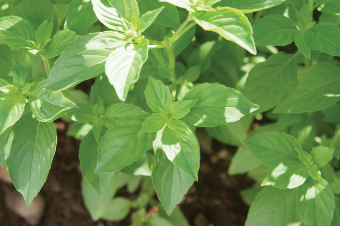 Mrs. Burns Lemon Basil | U.S. Hydroponics