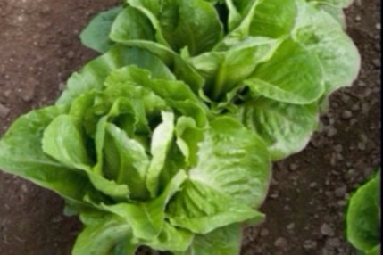 Coastal Star Lettuce | Plant List | U.S. Hydroponics