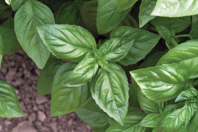 Genovese Basil | U.S. Hydroponics