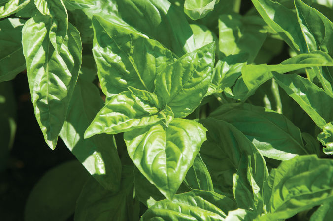 Italian Large Leaf Basil | U.S. Hydroponics