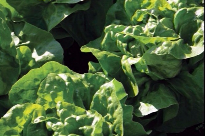Adriana Lettuce | Plant List | U.S. Hydroponics
