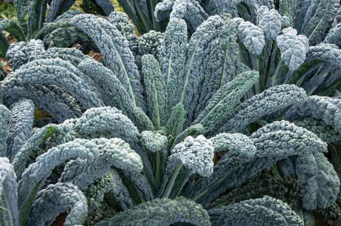 Black Magic Kale | Plant List | U.S. Hydroponics