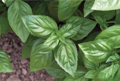Genovese Basil | Plant List | U.S. Hydroponics
