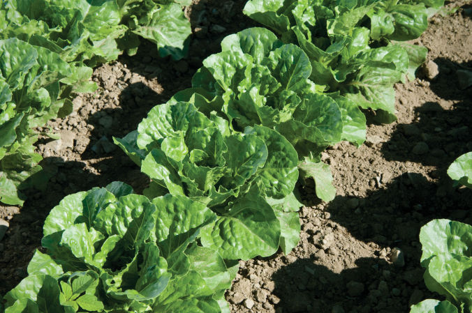 Green Forest Lettuce | Plant List | U.S. Hydroponics