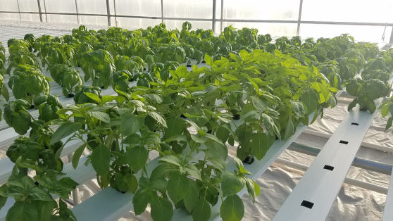 Supply and Demand | Special Considerations | U.S. Hydroponics