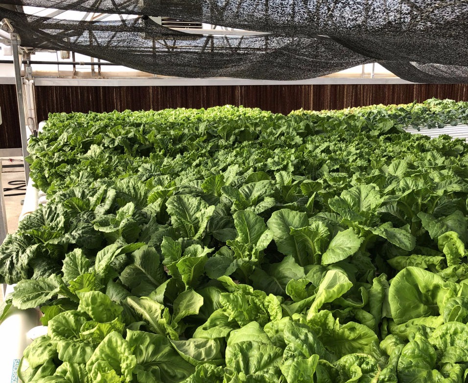 Plant List | U.S. Hydroponics