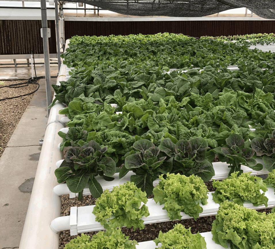 About Us | U.S. Hydroponics