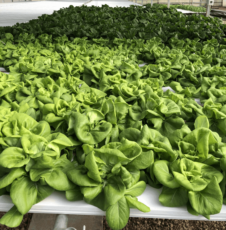 Special Considerations | U.S. Hydroponics