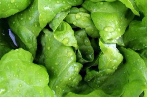 BIBB Lettuce | Plant List | U.S. Hydroponics
