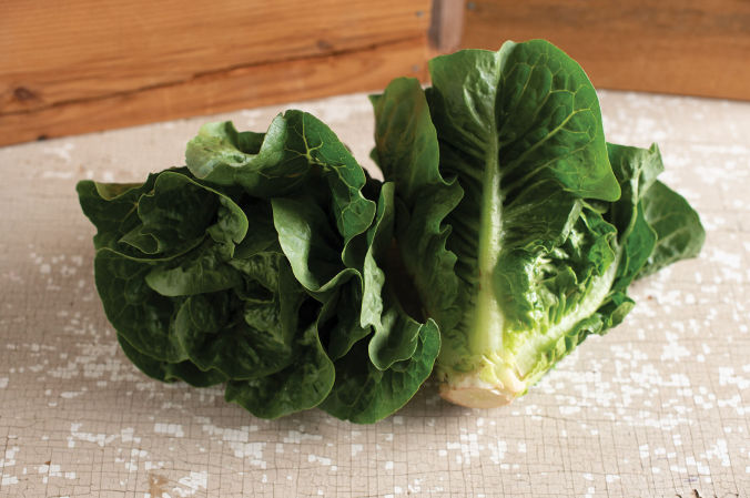 Monte Carlo Lettuce | Plant List | U.S. Hydroponics