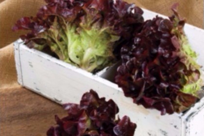 Rouxai Lettuce | Plant List | U.S. Hydroponics