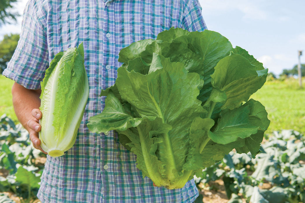 Spark Lettuce | Plant List | U.S. Hydroponics