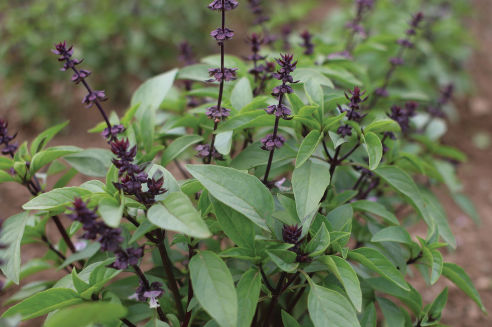 Sweet Thai Basil | Plant List | U.S. Hydroponics
