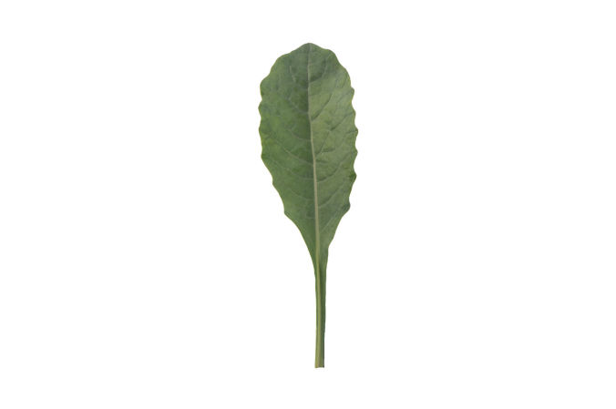 Tuscano Kale | Plant List | U.S. Hydroponics