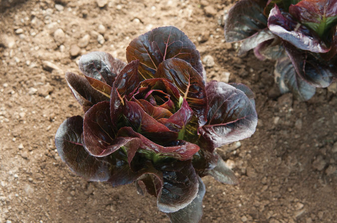 Truchas Lettuce | Plant List | U.S. Hydroponics